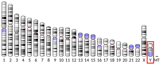 Y chromosome (human)