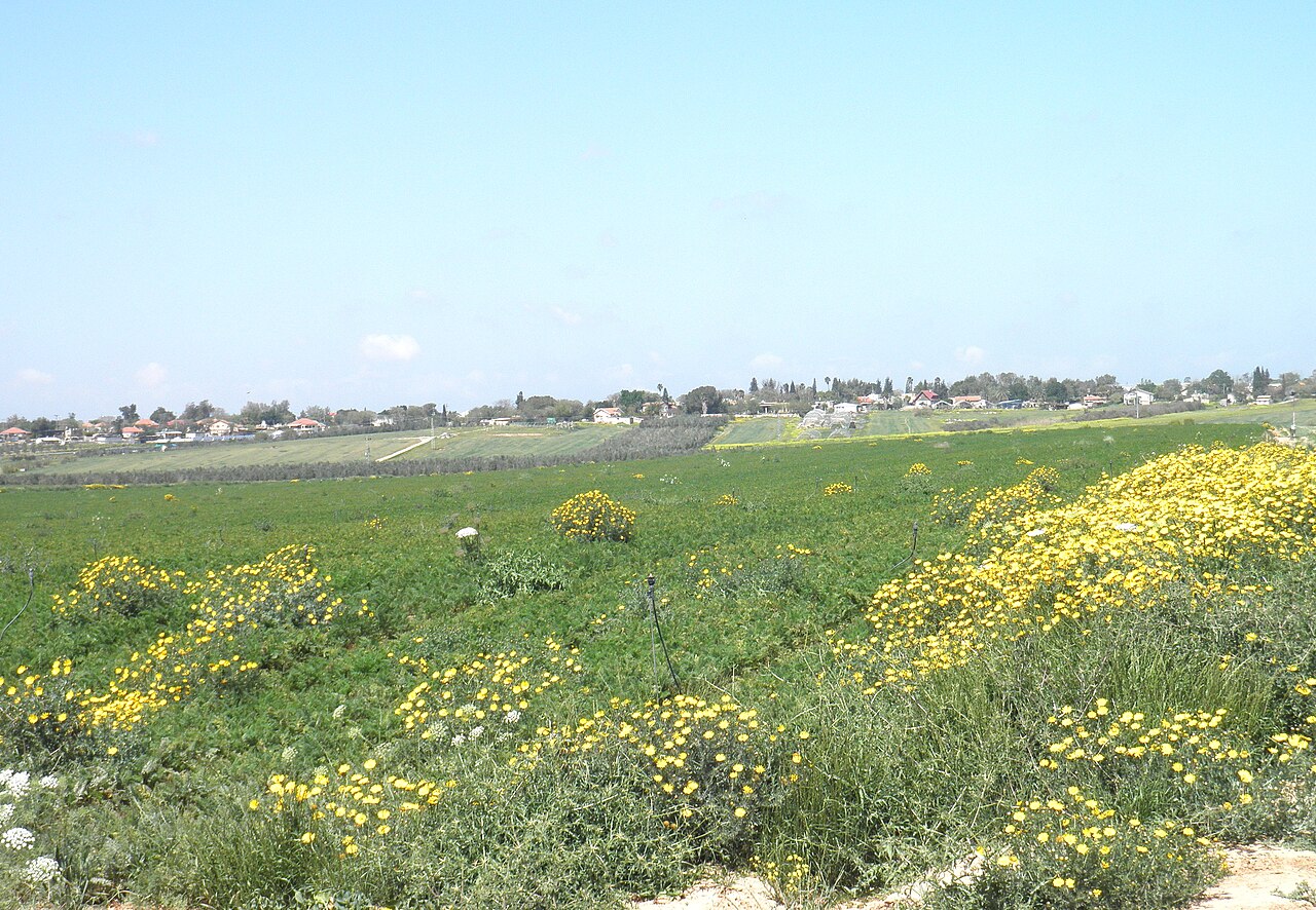 Nir Moshe.JPG