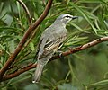 female