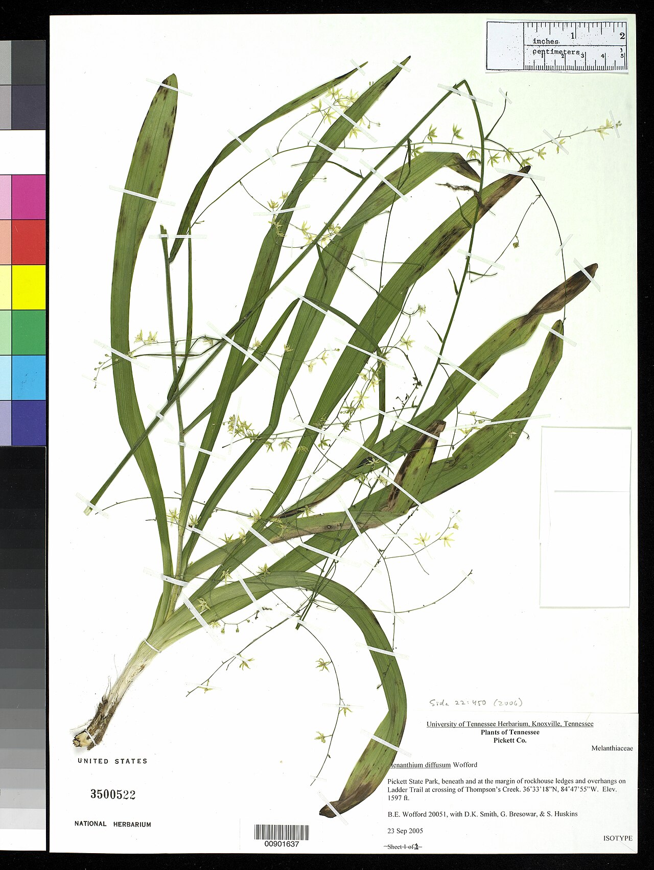Stenanthium diffusum Wofford nmnhbotany 10080606 NMNH-00901637-000001.jpg