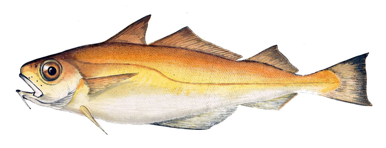 Trisopterus minutus Gervais.jpg