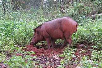 Wild boar Sus scrofa