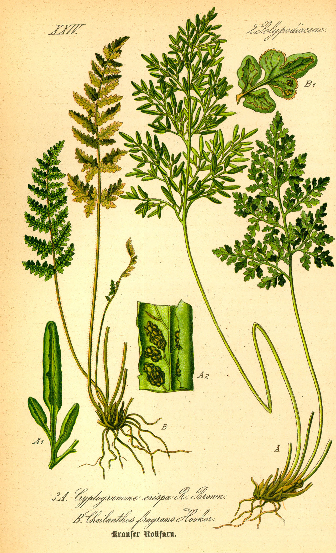 Illustration Cryptogramma crispa0.jpg