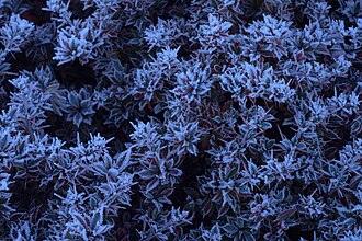 Frost on plant leaves in the Himalayas