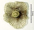 Fruit (bottom) of Halothamnus iranicus