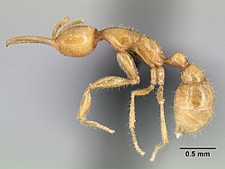 ant