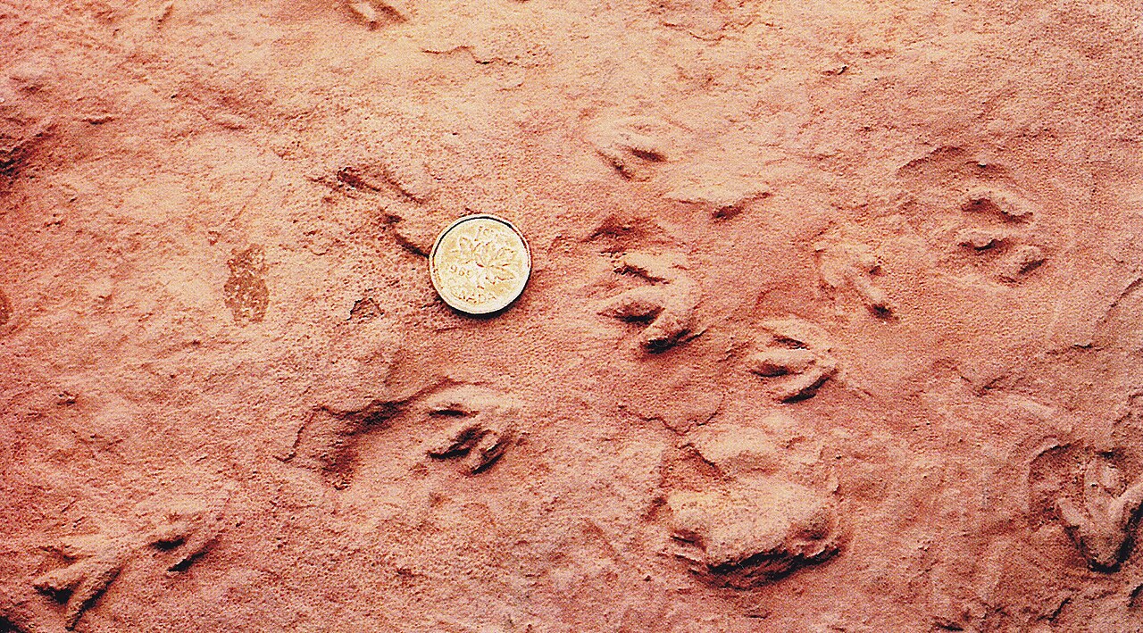 World's smallest dinosaur tracks found at Wasson Bluff, Nova Scotia, Canada in 1984.jpg