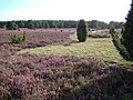 Heathland near Haußelberg