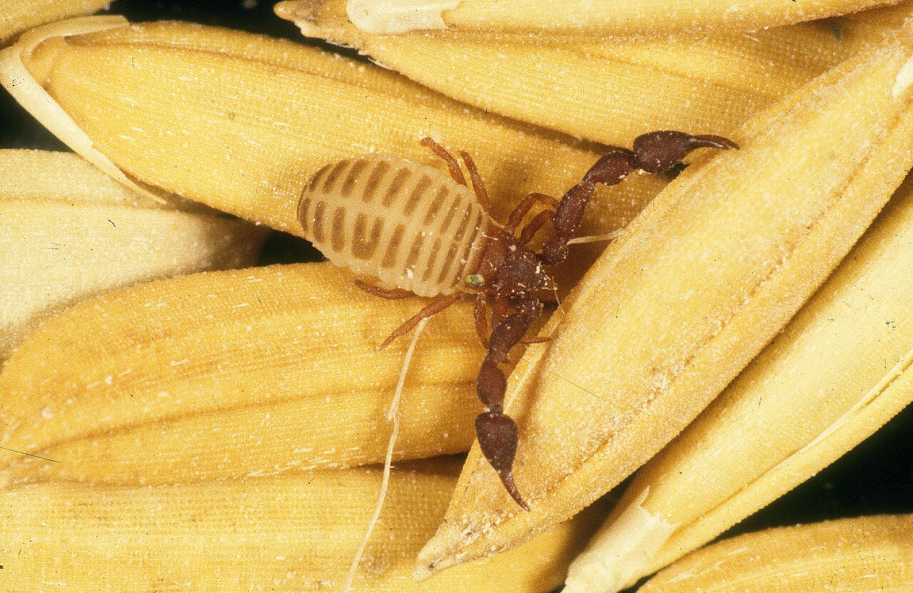 CSIRO ScienceImage 2296 Psuedoscorpion.jpg