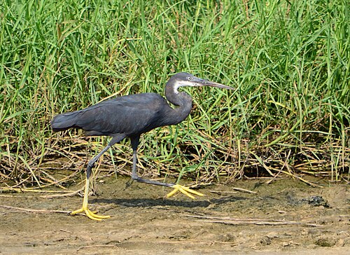 Wetlands and western reef herons in the Greater Accra region