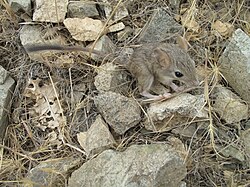 A mouse-like hamster among rocks