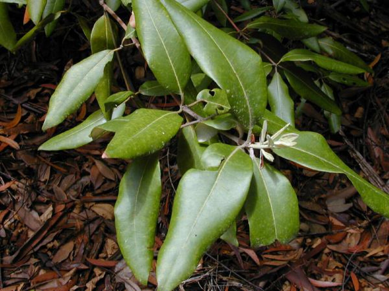 Syncarpia glomulifera1.jpg