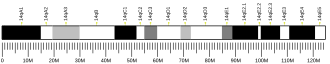 Chromosome 14 (mouse)