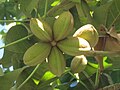 S. apetala fruit