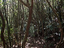 Mossy forest near the summit