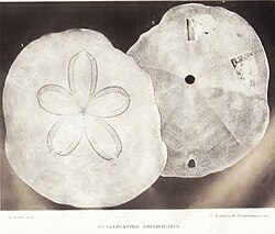 Clypeaster amplificatus