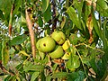 California black walnut in growth