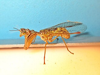 Mantispa styriaca