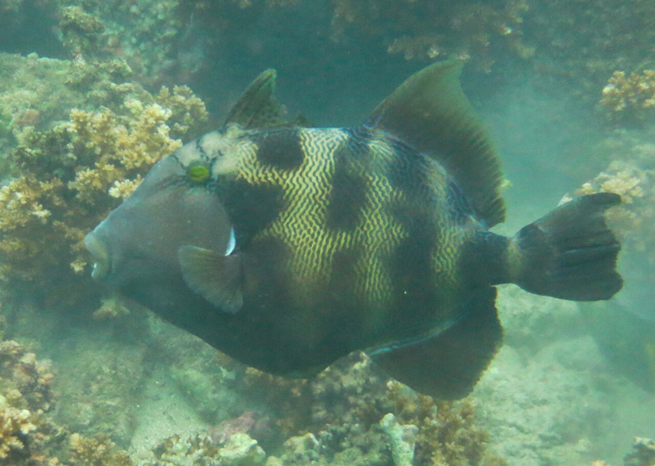 Pseudobalistes naufragium, Coiba N.P. Isla Cocos Sur imported from iNaturalist photo 33309037 (cropped).jpg