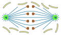 open , orthomitosis