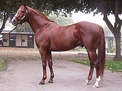 A chestnut-colored horse standing in a stableyard