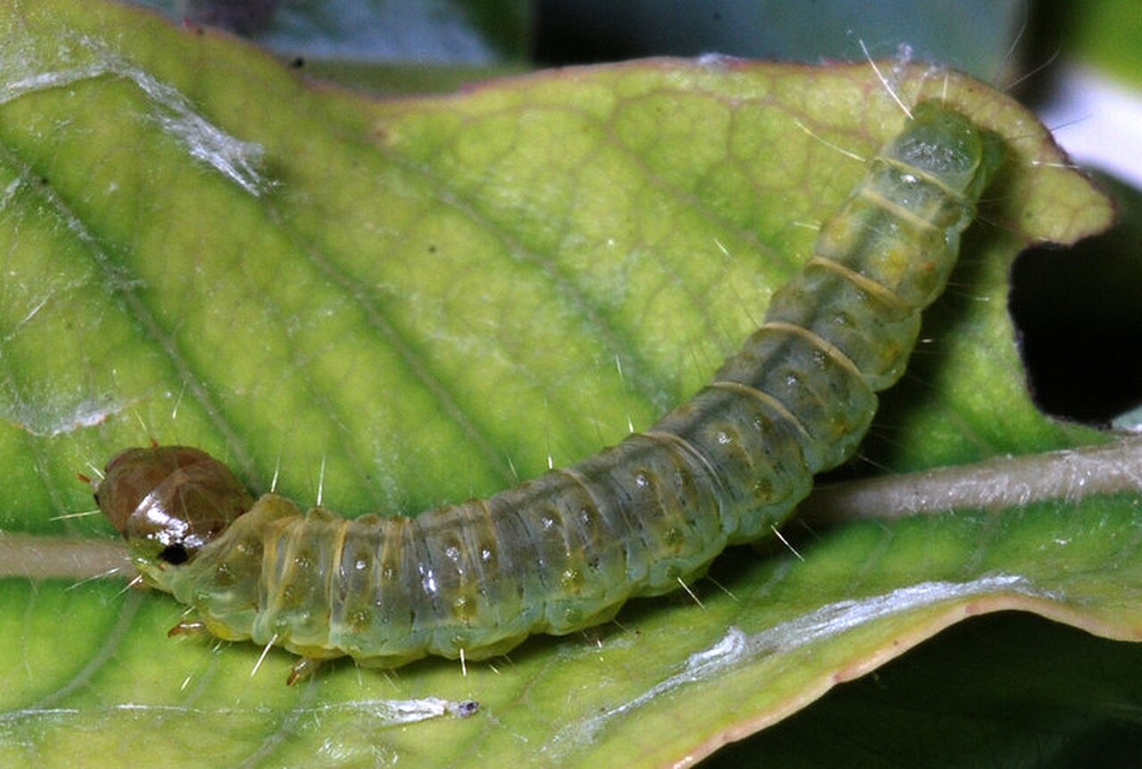 Cacoecimorpha pronubana larva.jpeg