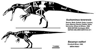 Comparative drawing of two partial theropod dinosaur skeletons, traced onto their respective body silhouettes.