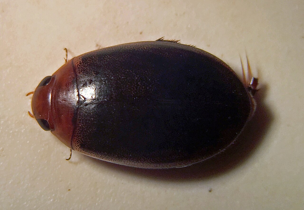 Graphoderus liberus.jpg