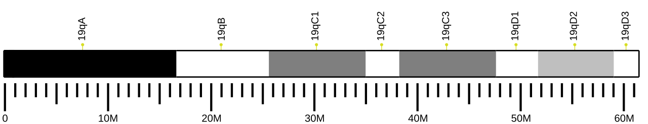 Ideogram of house mouse chromosome 19.svg