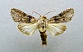 Cucullia absinthii