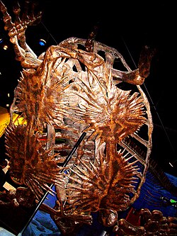 The underside of a suspended skeleton