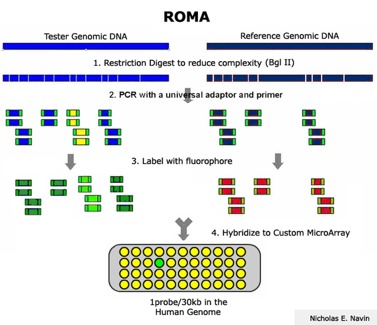 Representational oligonucleotide microarray analysis (diagram).jpg