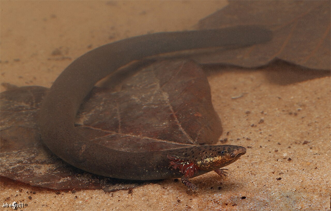 Siren nettingi.jpg