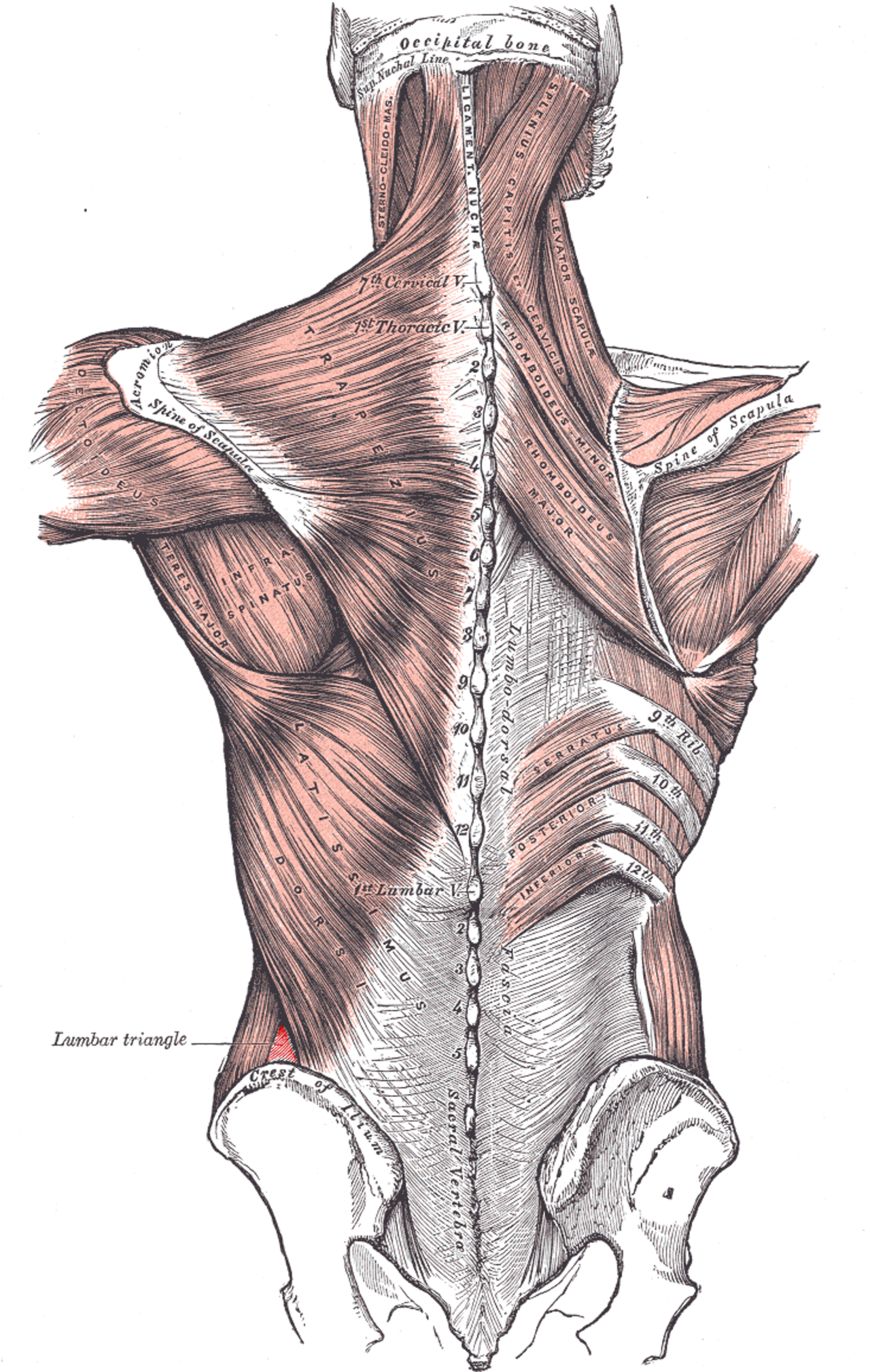 Lumbar triangle.PNG