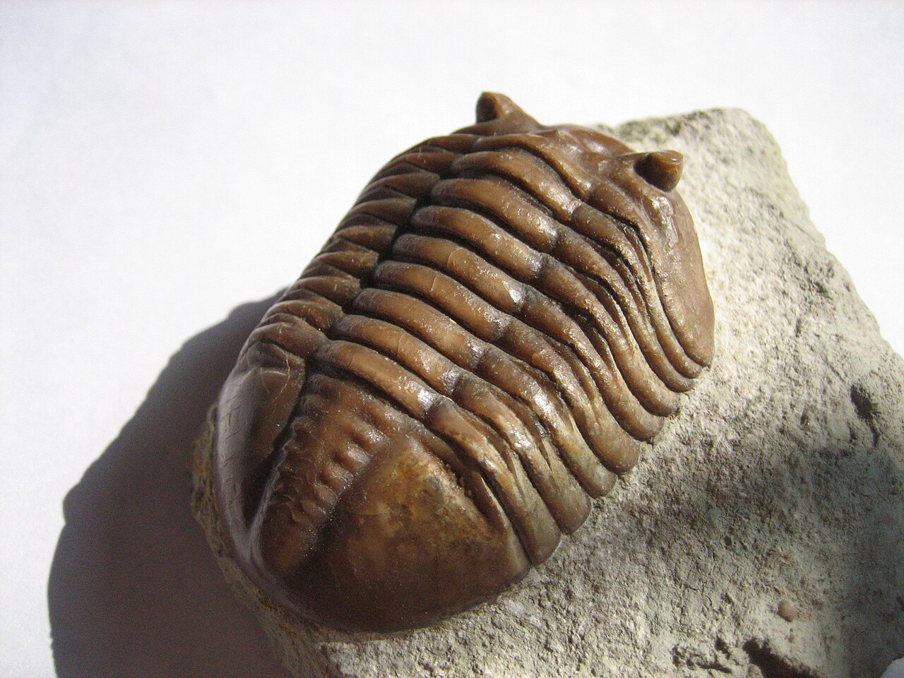Asaphus expansus robustus.JPG