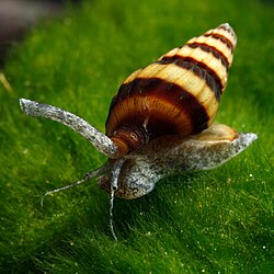 A diagonal view of the snail Anentome helena on a moss bed