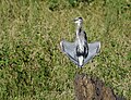 Great blue heron in the delta-wing pose