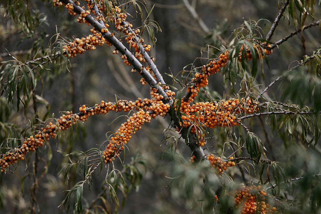 Hippophae rhamnoides (Sea Buckthorn), Sevan Botanical Garden2.jpg