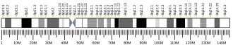 Chromosome 8 (human)
