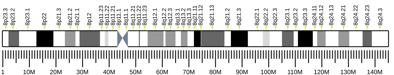 Human chromosome 8 ideogram.svg