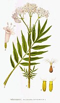 Valeriana officinalis