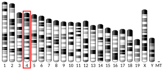 Chromosome 4 (mouse)