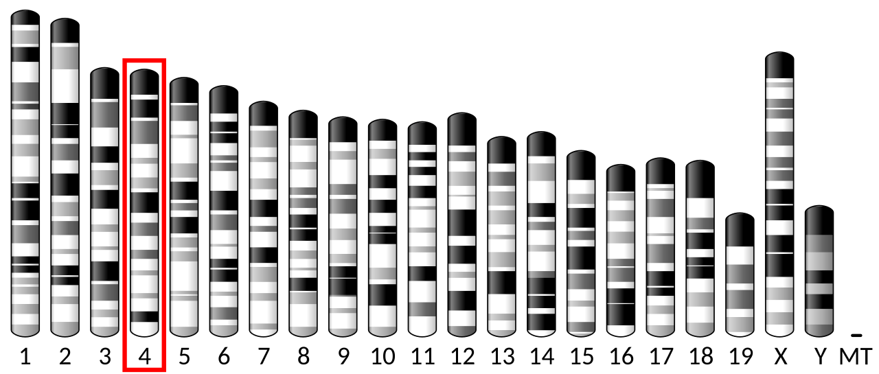Ideogram house mouse chromosome 4.svg