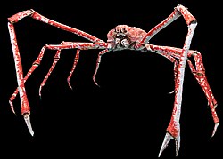 Japanese spider crab, with a leg span of as much as 4 m (13 ft)