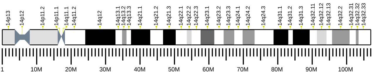 Human chromosome 14 ideogram.svg
