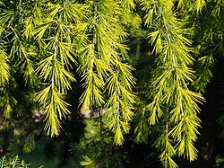 Deodar foliage in spring