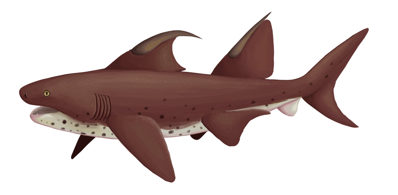 Dracopristis hoffmanorum.png