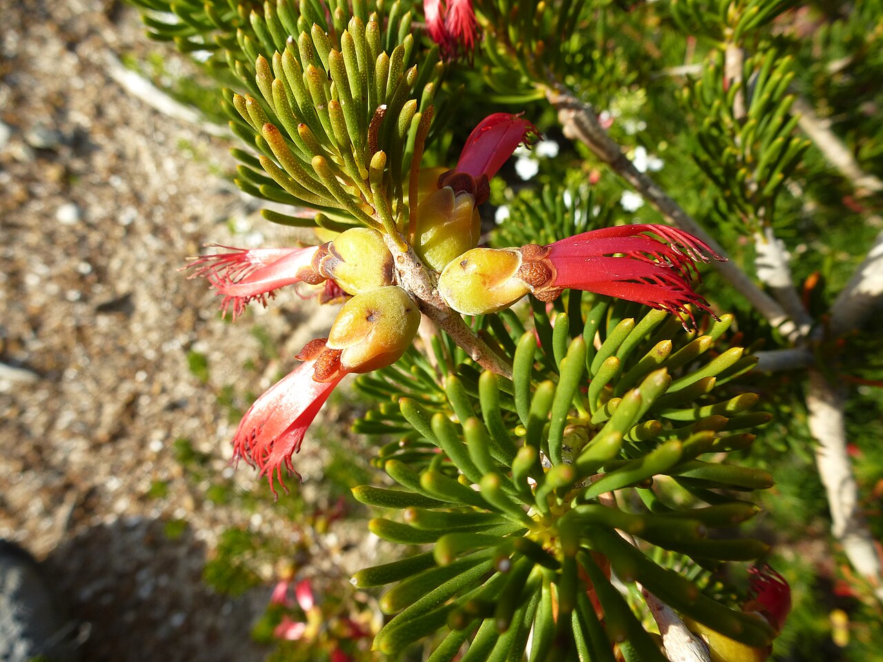Calothamnus validus (leaves, flowers).JPG