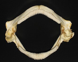 The thornback ray has teeth adapted to feed on crabs, shrimps and small fish.