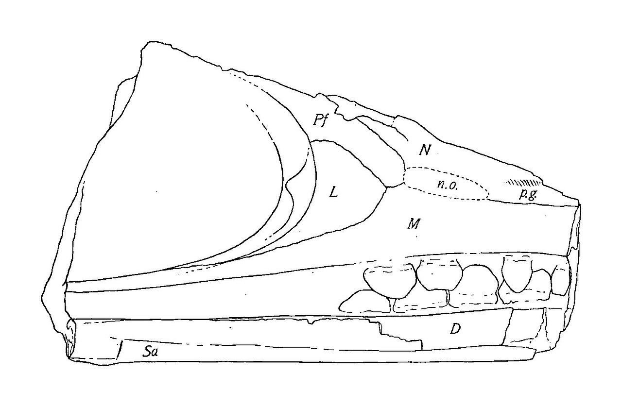 Phalarodon Holotype Diagram Lateral.jpg